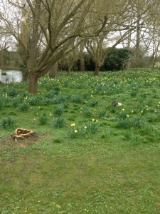 Daffodils everywhere at Seckford Hall Hotel 2