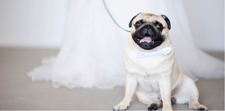 Pug with a bride