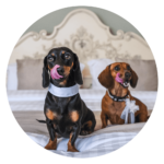 Quirky wedding ideas pet friendly weddings