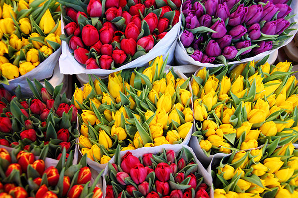 Brightly colour tulips