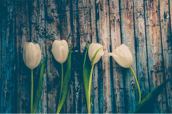 White tulips and what they mean